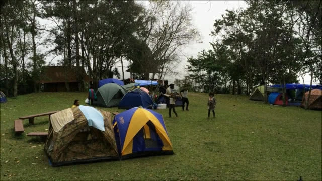 "ชมพูภูคา" หนึ่งเดียวในโลก บานสะพรั่งที่ "ดอยภูคา"