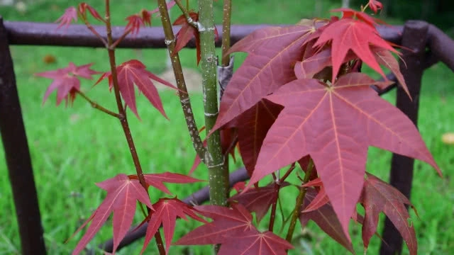 "ชมพูภูคา" หนึ่งเดียวในโลก บานสะพรั่งที่ "ดอยภูคา"