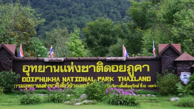 "ชมพูภูคา" หนึ่งเดียวในโลก บานสะพรั่งที่ "ดอยภูคา"