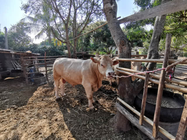 ทต.หงาว​ตั้งเป้าปลูกป่าชุมชน​ 700​ ไร่​ ปี​ 66 ดูดซับคาร์ไดออกไซด์​ล้านกิโลคาร์บอน