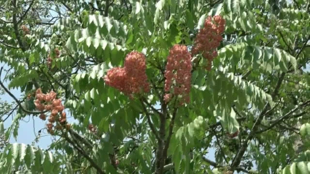 "ชมพูภูคา" หนึ่งเดียวในโลก บานสะพรั่งที่ "ดอยภูคา"