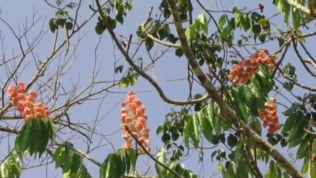 "ชมพูภูคา" หนึ่งเดียวในโลก บานสะพรั่งที่ "ดอยภูคา"