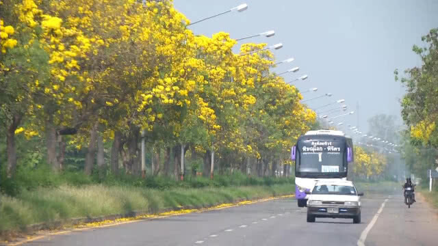 ดอกเหลืองปรีดียาธรบานรับหน้าร้อน ที่พิจิตร