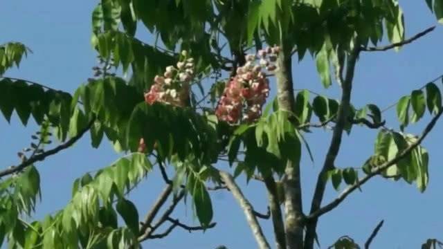 "ชมพูภูคา" หนึ่งเดียวในโลก บานสะพรั่งที่ "ดอยภูคา"