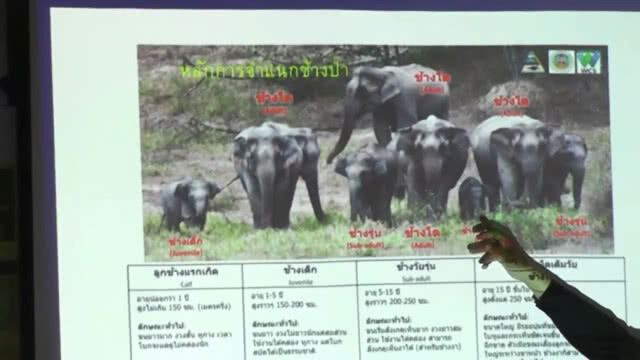 สร้างแนวรั้วป้องกัน "ช้างป่าละอู" พร้อมโป่งเทียมอาหารเสริม