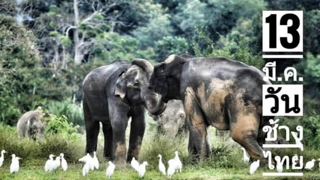 13 มีนาคม "วันช้างไทย"​ กรมอุทยานฯ สั่งเก็บกู้บ่วงดักสัตว์