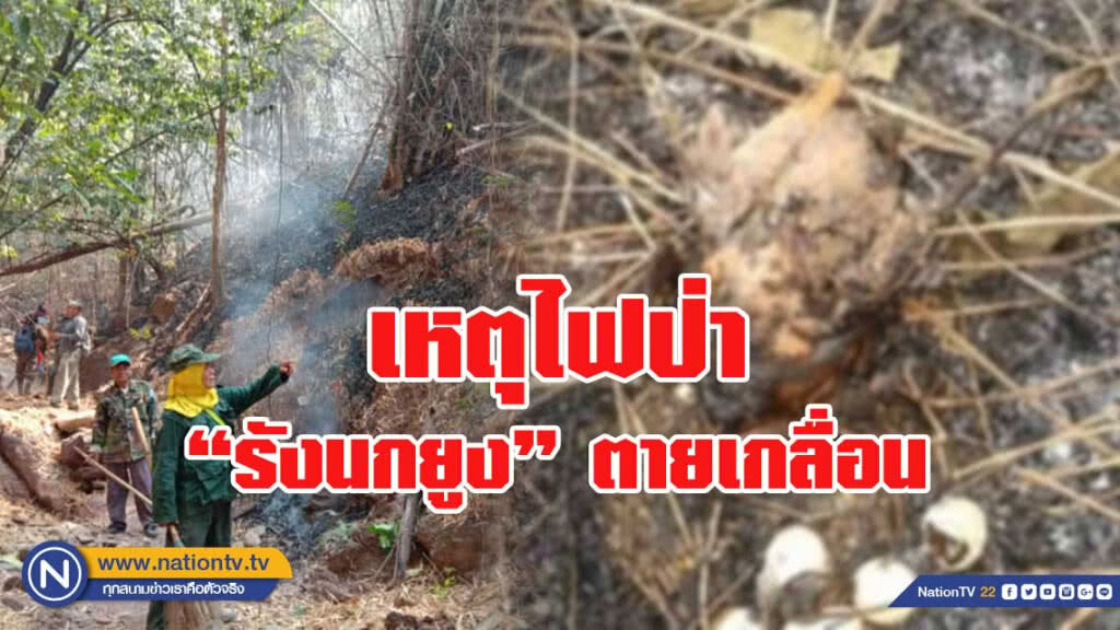 ไฟไหม้ป่าลามไหม้ "รังนกยูง" ตายเกลื่อน