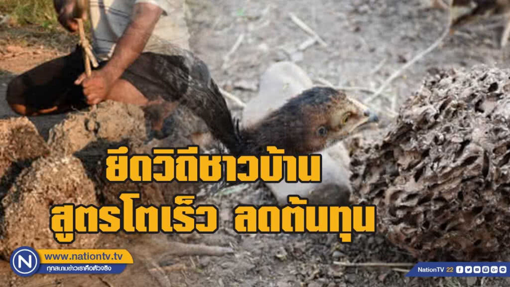 หาปลวกป่าเลี้ยงไก่ สูตรโตเร็ว ลดต้นทุน หาปลวกป่าเลี้ยงไก่ สูตรโตเร็ว ลดต้นทุน