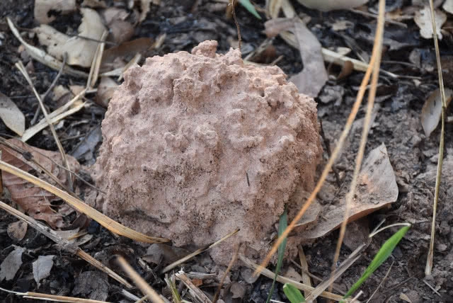 หาปลวกป่าเลี้ยงไก่ สูตรโตเร็ว ลดต้นทุน