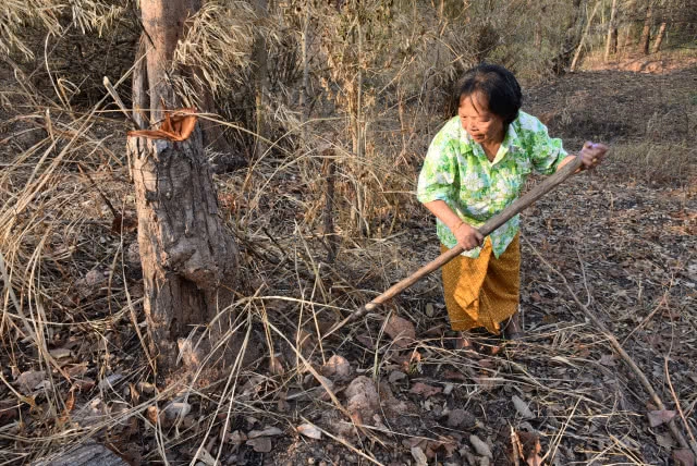 หาปลวกป่าเลี้ยงไก่ สูตรโตเร็ว ลดต้นทุน
