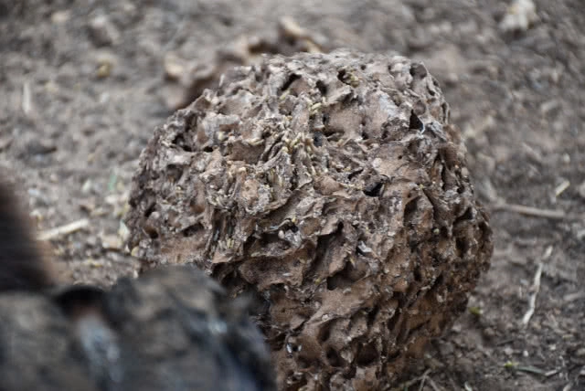 หาปลวกป่าเลี้ยงไก่ สูตรโตเร็ว ลดต้นทุน