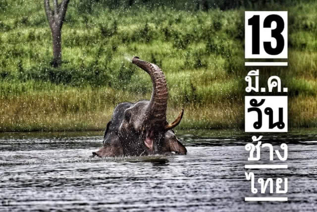 13 มีนาคม "วันช้างไทย"​ กรมอุทยานฯ สั่งเก็บกู้บ่วงดักสัตว์