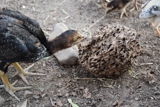 หาปลวกป่าเลี้ยงไก่ สูตรโตเร็ว ลดต้นทุน