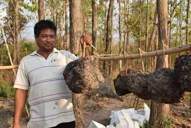 หาปลวกป่าเลี้ยงไก่ สูตรโตเร็ว ลดต้นทุน