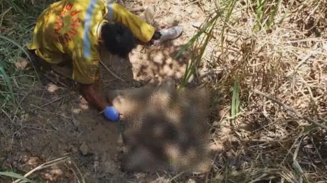 พบศพ9ขวบฝังไร่สับปะรด คาดพรานป่าอำพรางคดี