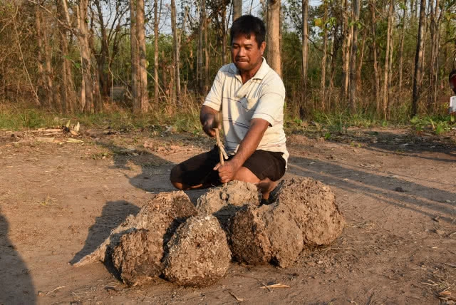 หาปลวกป่าเลี้ยงไก่ สูตรโตเร็ว ลดต้นทุน