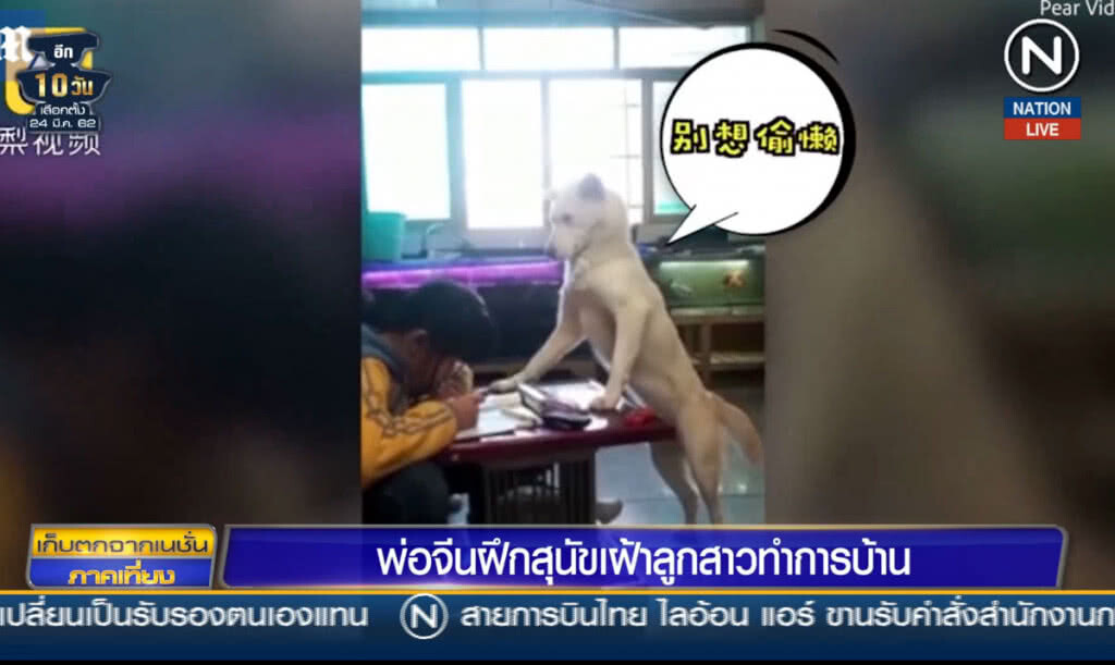 (คลิปข่าว) พ่อจีนฝึกสุนัขเฝ้าลูกสาวทำการบ้าน (คลิปข่าว) พ่อจีนฝึกสุนัขเฝ้าลูกสาวทำการบ้าน