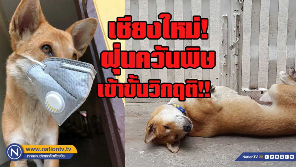 ขั้นวิกฤติ!! จับสุนัขใส่หน้ากากป้องกันฝุ่นควันพิษ ขั้นวิกฤติ!! จับสุนัขใส่หน้ากากป้องกันฝุ่นควันพิษ