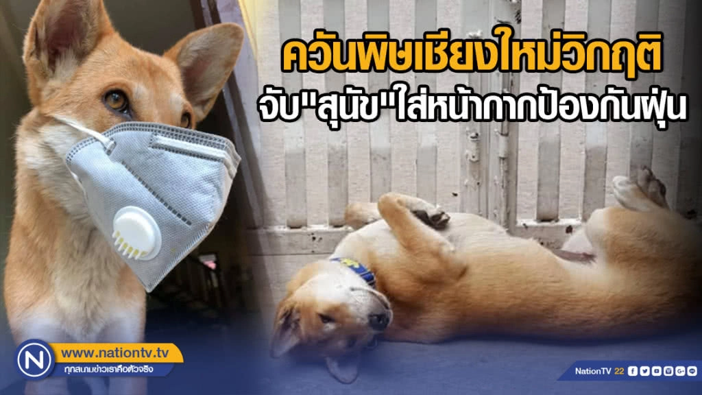 ควันพิษเชียงใหม่วิกฤติ จับ"สุนัข"ใส่หน้ากากป้องกันฝุ่น