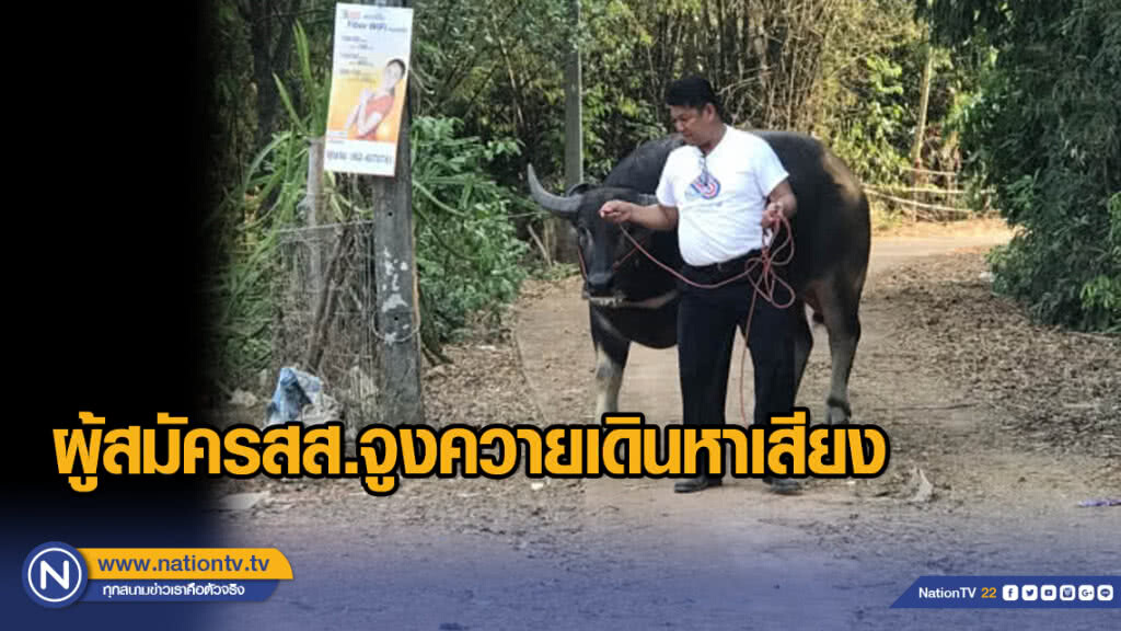 ผู้สมัครสส. จูงควายเดินหาเสียง ผู้สมัครสส. จูงควายเดินหาเสียง