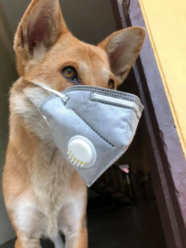 ควันพิษเชียงใหม่วิกฤติ จับ"สุนัข"ใส่หน้ากากป้องกันฝุ่น