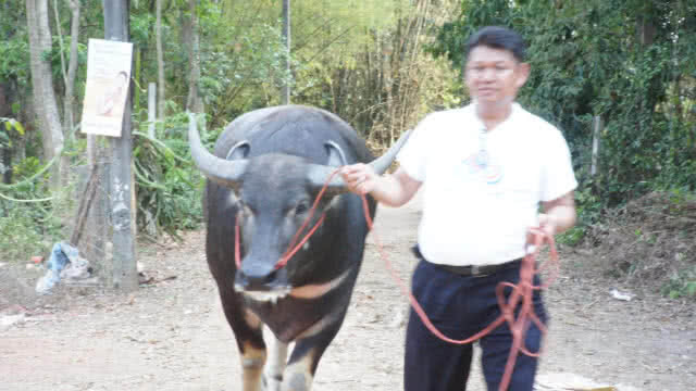 ผู้สมัครสส. จูงควายเดินหาเสียง