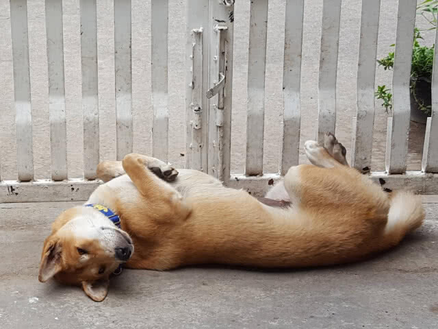 ขั้นวิกฤติ!! จับสุนัขใส่หน้ากากป้องกันฝุ่นควันพิษ