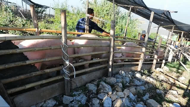 หวั่น'อหิวาต์แอฟริกา'กระทบอุตฯหมูไทย 2 แสนล้านบาท