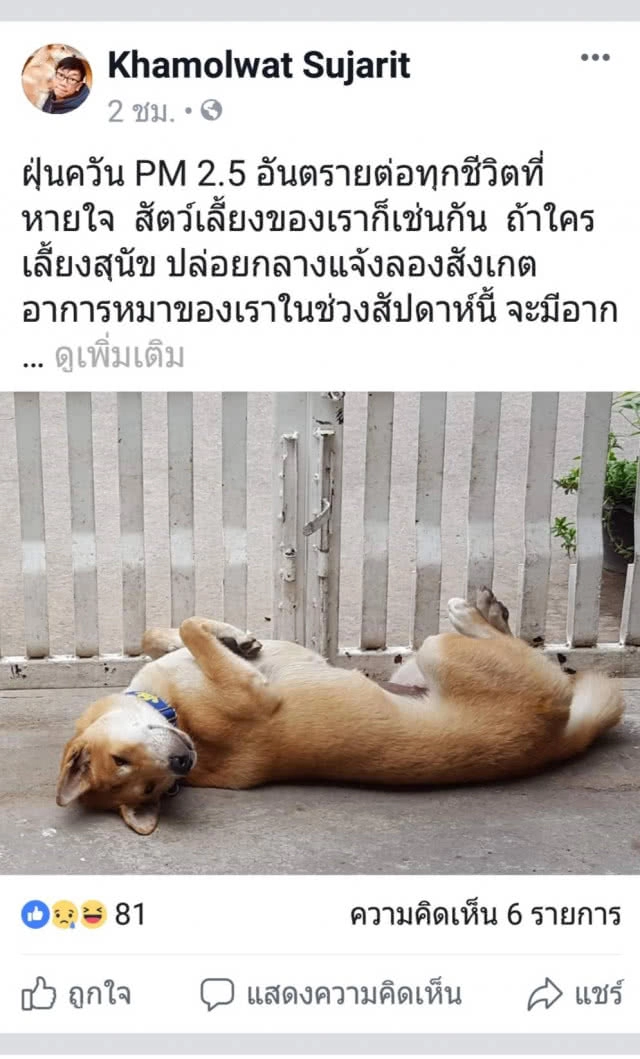 ควันพิษเชียงใหม่วิกฤติ จับ"สุนัข"ใส่หน้ากากป้องกันฝุ่น