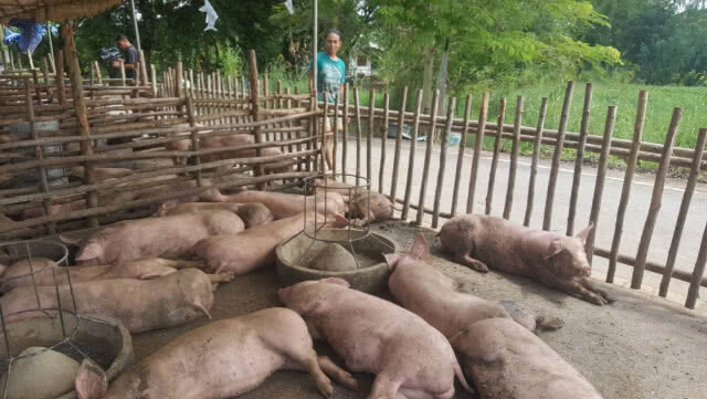 หวั่น'อหิวาต์แอฟริกา'กระทบอุตฯหมูไทย 2 แสนล้านบาท