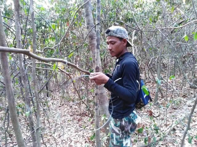 พบอีก !! บ่วงดักสัตว์ในเขตอุทยานแห่งชาติทับลาน ด้าน จนท. เร่งเก็บกู้ หวั่นเป็นอันตรายสัตว์ป่า