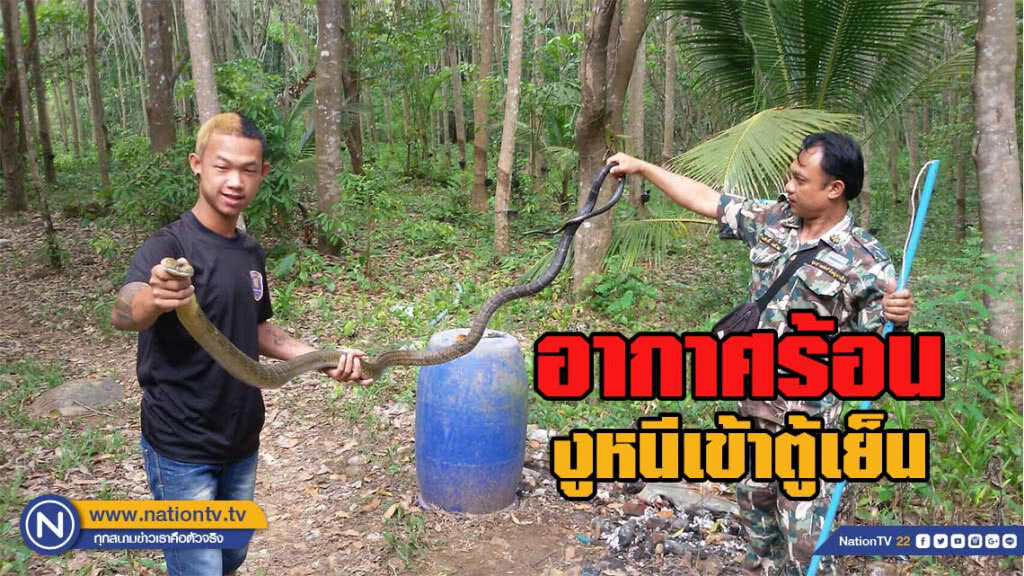อากาศร้อน งูออกจากป่ากินน้ำ สุนัขไล่หนีเข้าตู้เย็น
