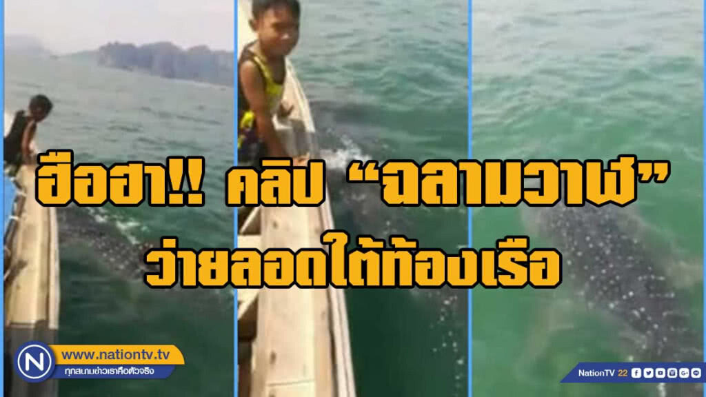 ฮือฮา!! คลิป "ฉลามวาฬ" ว่ายลอดใต้ท้องเรือ