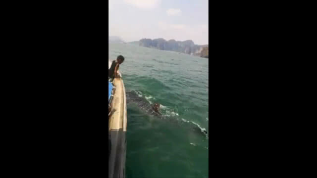 ฮือฮา!! คลิป "ฉลามวาฬ" ว่ายลอดใต้ท้องเรือ