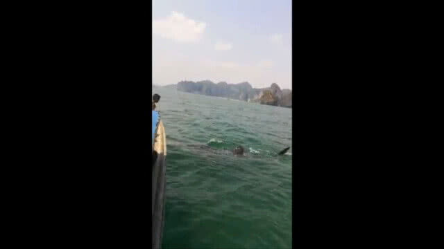 ฮือฮา!! คลิป "ฉลามวาฬ" ว่ายลอดใต้ท้องเรือ