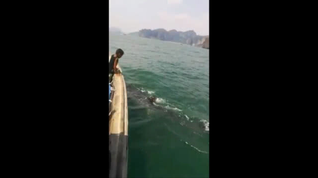 ฮือฮา!! คลิป "ฉลามวาฬ" ว่ายลอดใต้ท้องเรือ