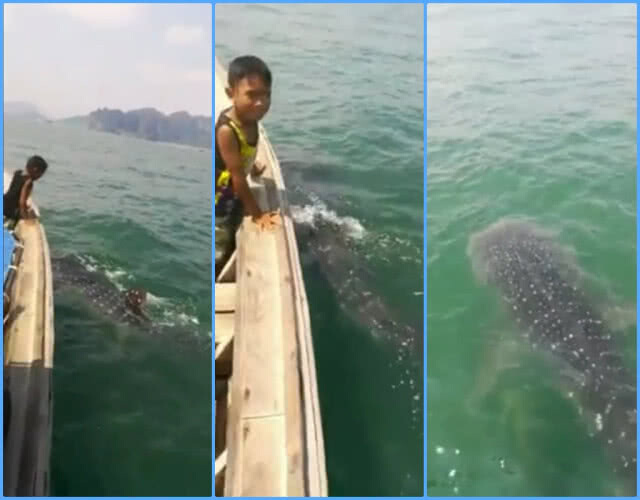 ฮือฮา!! คลิป "ฉลามวาฬ" ว่ายลอดใต้ท้องเรือ