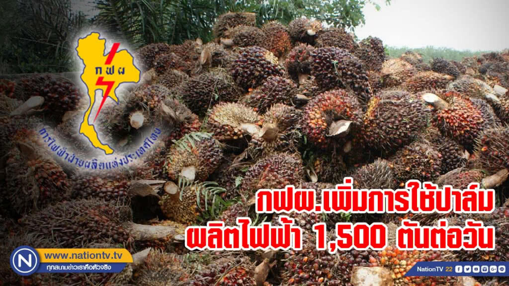 กฟผ.เพิ่มการใช้ปาล์มผลิตไฟฟ้า 1,500 ตันต่อวัน