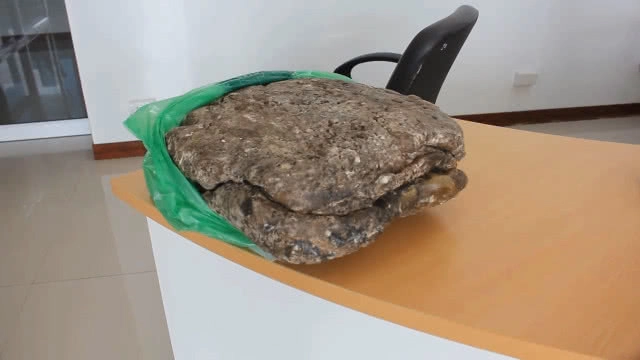 เก็บ"อ้วกปลาวาฬ" 25 ปี เพิ่งรู้มูลค่ากว่า 11ล้าน!!