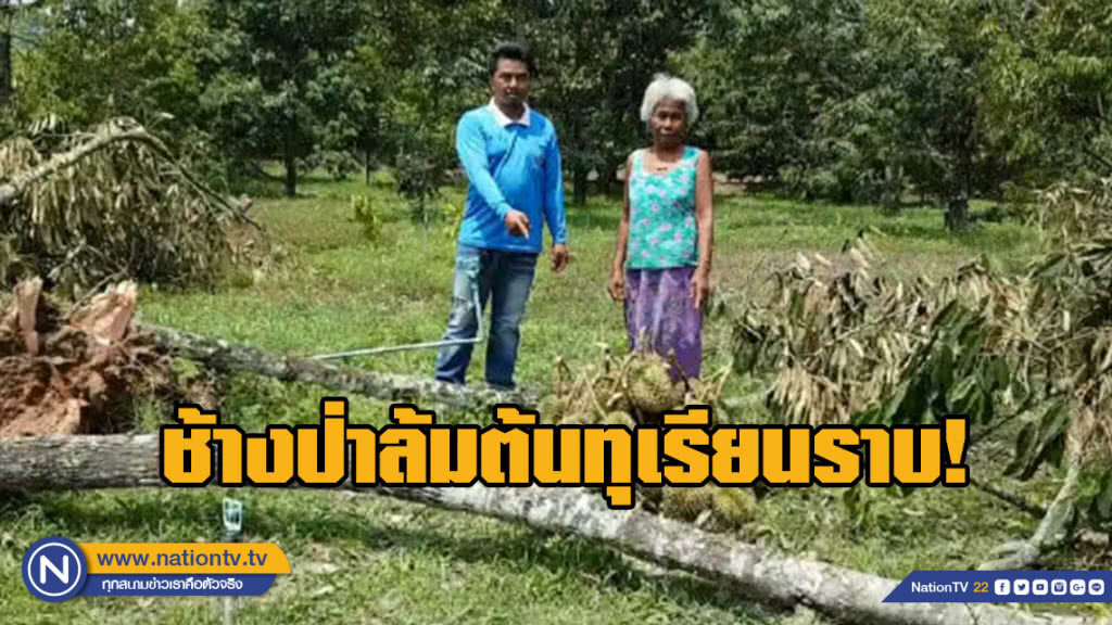 เจ้าของสวนน้ำตาตก!!! ช้างป่าล้มต้นทุเรียน เสียหายกว่าครึ่งแสน