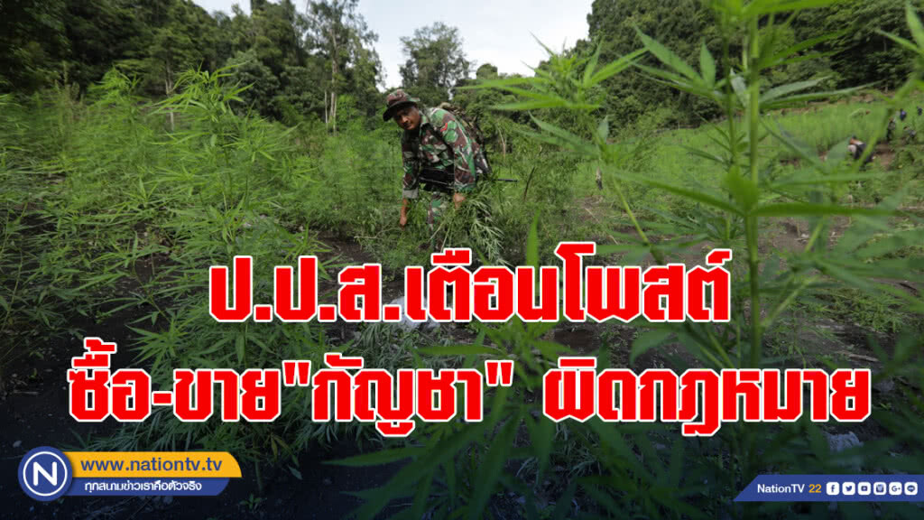 ป.ป.ส.เตือนโพสต์ซื้อ-ขาย"กัญชา" ผิดกฎหมาย