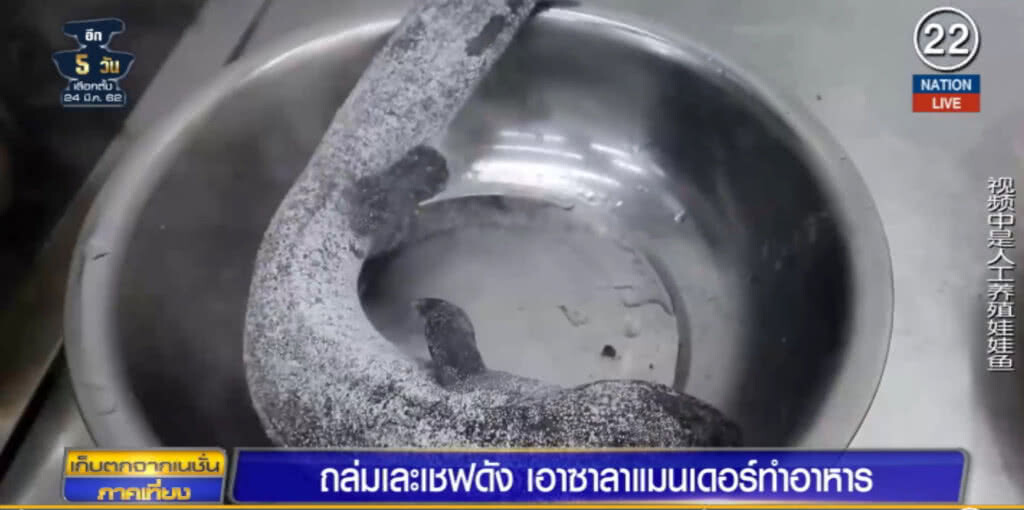 (คลิปข่าว) ด่ายับ "เชฟดังชาวจีน" เอาซาลาแมนเดอร์ทุบหัว ก่อนต้มน้ำทั้งที่ยังไม่ตาย