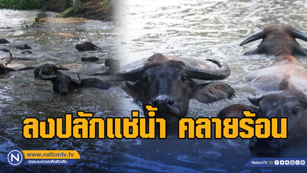 กระบือพระราชทานลงปลักแช่น้ำ คลายร้อน