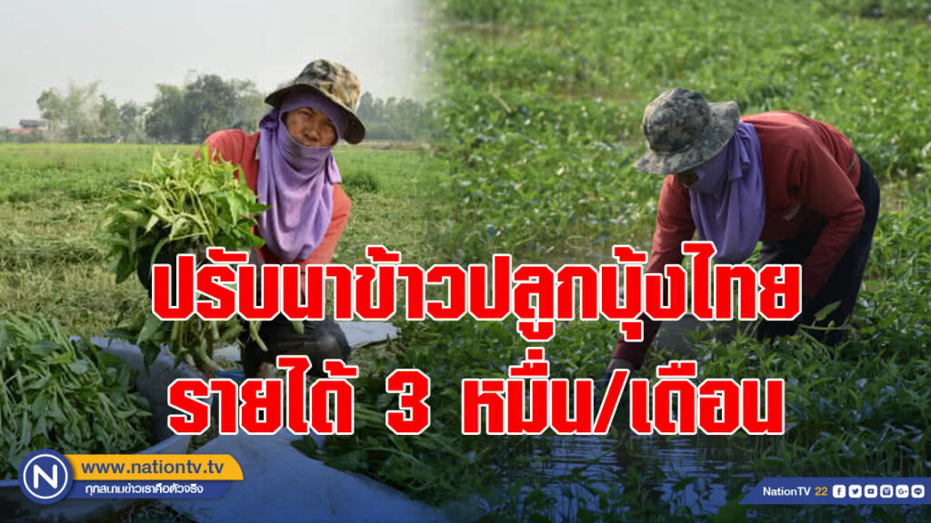 หนีแล้ง ปรับนาข้าวปลูกบุ้งไทย รายได้ 3 หมื่น/เดือน หนีแล้ง ปรับนาข้าวปลูกบุ้งไทย รายได้ 3 หมื่น/เดือน