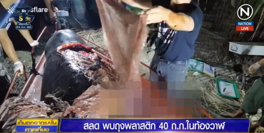 (คลิปข่าว) สุดสลด!....พบถุงพลาสติกหนัก 40 ก.ก.ในท้อง "วาฬ" (คลิปข่าว) สุดสลด!....พบถุงพลาสติกหนัก 40 ก.ก.ในท้อง "วาฬ"