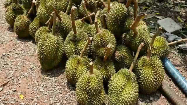 เจ้าของสวนน้ำตาตก!!! ช้างป่าล้มต้นทุเรียน เสียหายกว่าครึ่งแสน