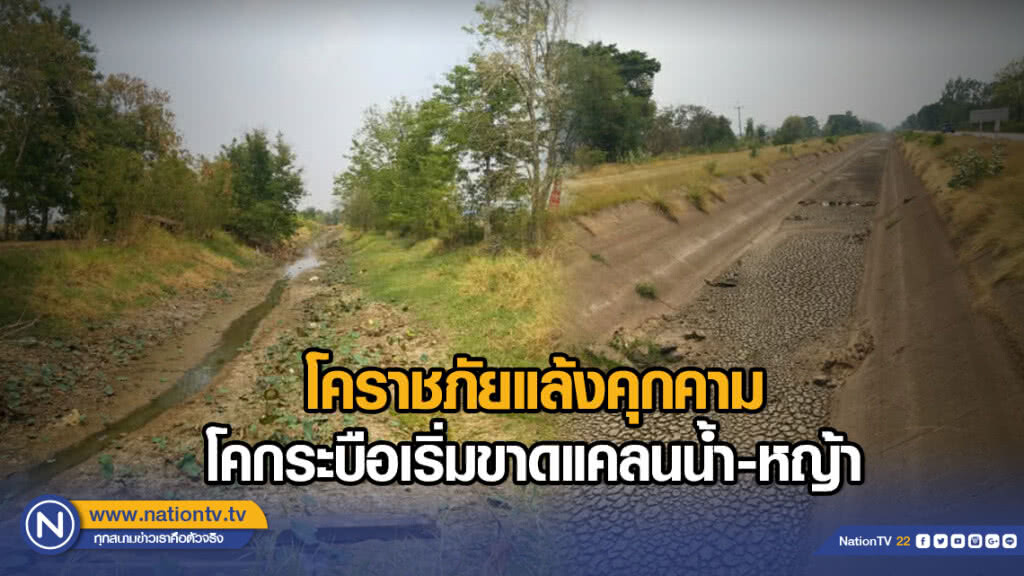 โคราชภัยแล้งคุกคาม  โคกระบือเริ่มขาดแคลนน้ำ-หญ้า