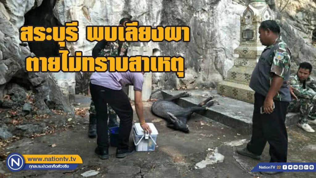 ชาวบ้านแจ้งพบเลียงผา ตายไม่ทราบสาเหตุ ในวัดถ้ำประกายแก้ว จ.สระบุรี