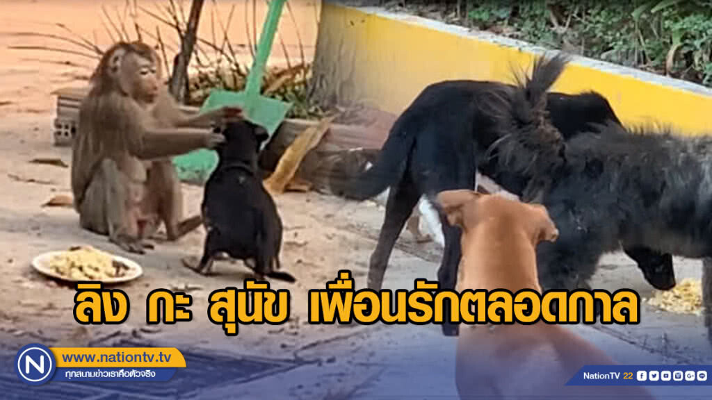 ลิง กะ สุนัข เพื่อนรักตลอดกาล