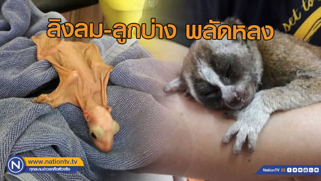 พบ "ลิงลมและลูกบ่าง" พลัดหลง หัวหน้าศูนย์ฯ เขาพระแทว รับไว้อนุบาลก่อนปล่อยคืนป่า พบ "ลิงลมและลูกบ่าง" พลัดหลง หัวหน้าศูนย์ฯ เขาพระแทว รับไว้อนุบาลก่อนปล่อยคืนป่า